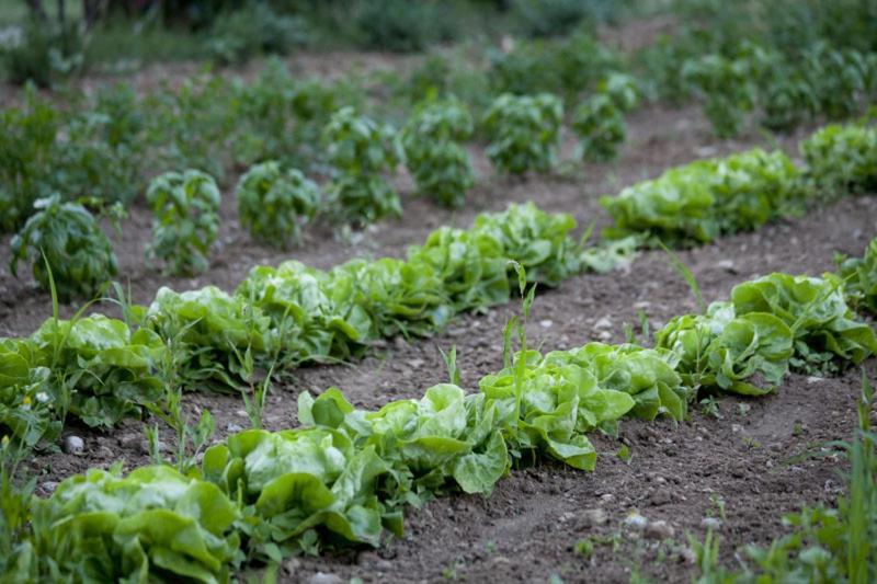 Agriturismo Corte Gaia 카스티리오네델레스티비에레 외부 사진